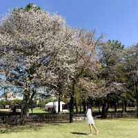 日本熊本景點｜賞櫻好地方之日式庭園🌸