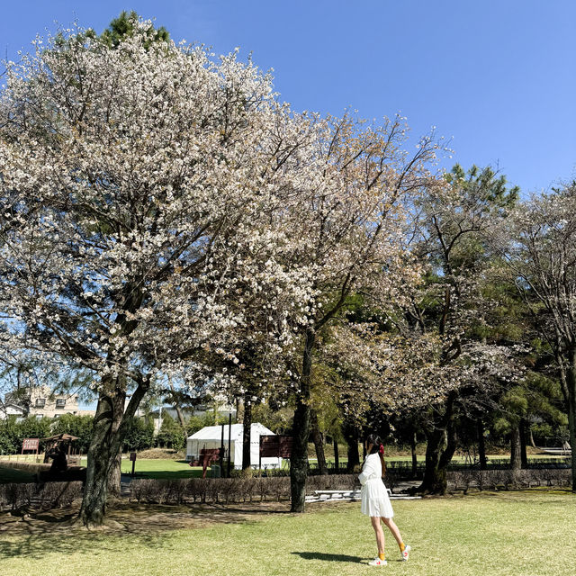 日本熊本景點｜賞櫻好地方之日式庭園🌸