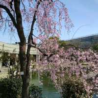 名古屋市の桜名所「荒子川公園」