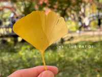 🍁สวนสาธารณะฮิบิยะ Hibiya Park 