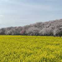 埼玉の桜スポット