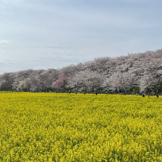 埼玉の桜スポット