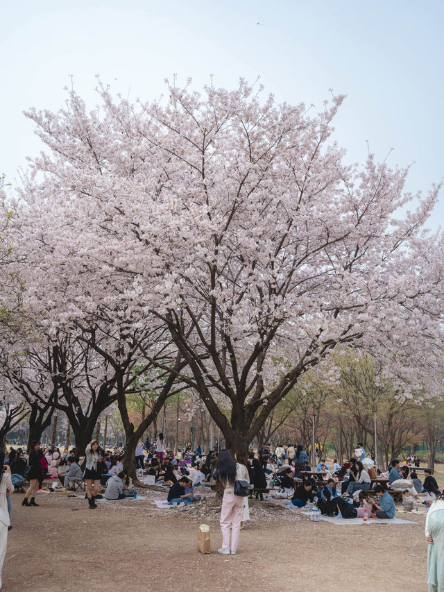 벚꽃과 튤립을 동시에 볼 수 있는 “서울숲”