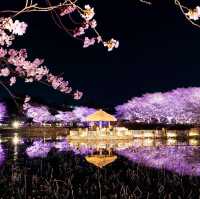 Beautiful Night View of Cherry Blossom 