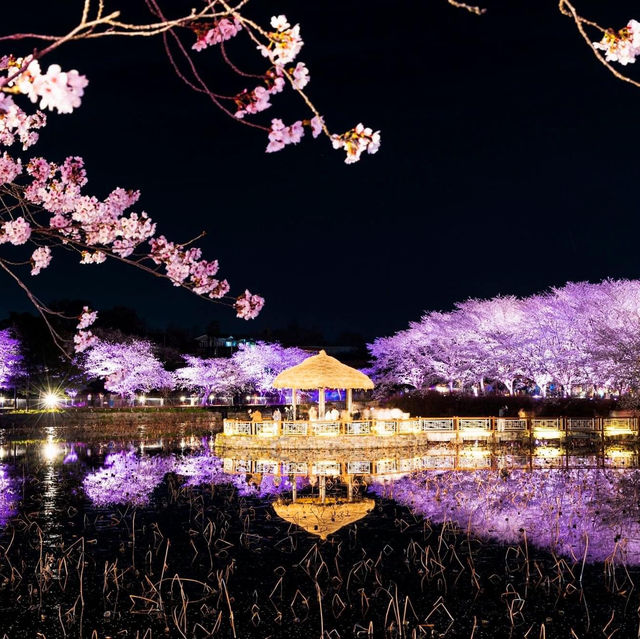 Beautiful Night View of Cherry Blossom 