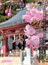 【大山阿夫利神社/神奈川県】春は華やかな枝垂れ桜のもとで参拝