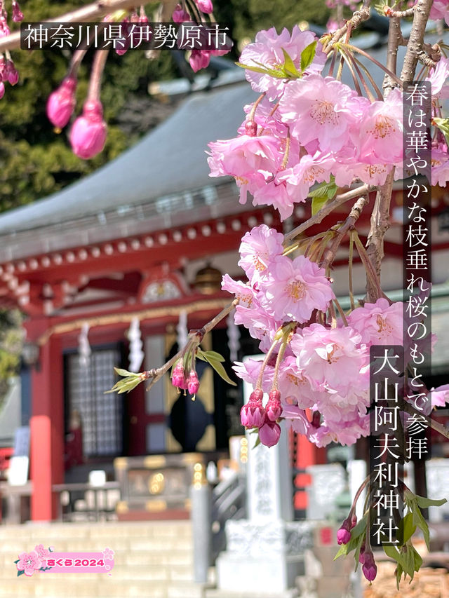 【大山阿夫利神社/神奈川県】春は華やかな枝垂れ桜のもとで参拝