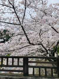 【山口県】音信川から桜を楽しむ