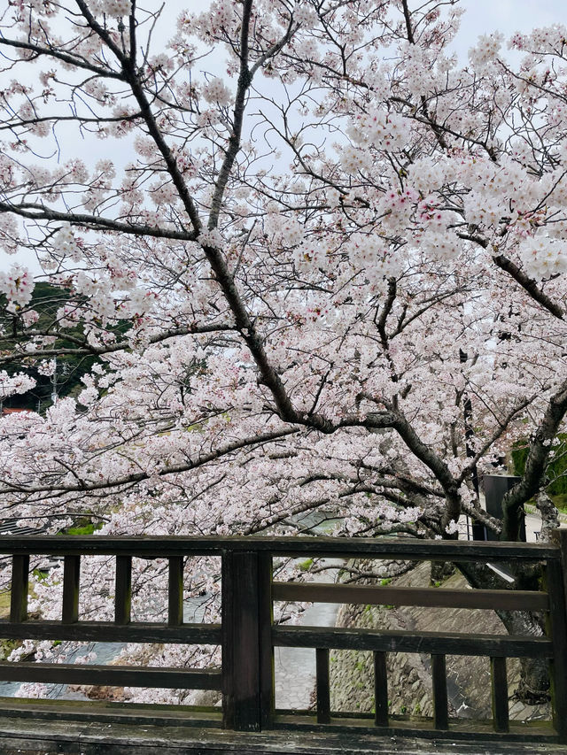 【山口県】音信川から桜を楽しむ