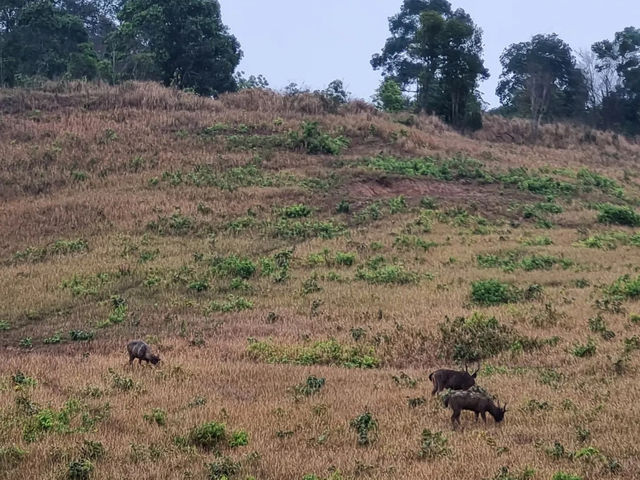 Khao Yai national park 🇹🇭🌳