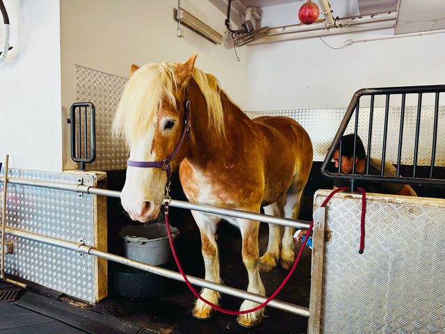 香港唯一一間可以親親馬兒的海景酒店🐴🦄🐎🎠😘