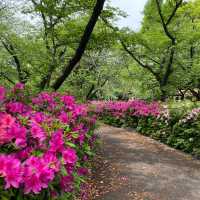 歴史探訪　乙川白山公園