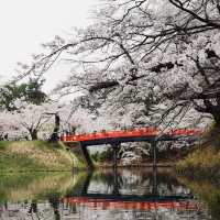 日本青森弘前公園櫻花