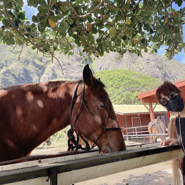 【Hawaii】ハワイに行ったら絶対行くべき観光地！