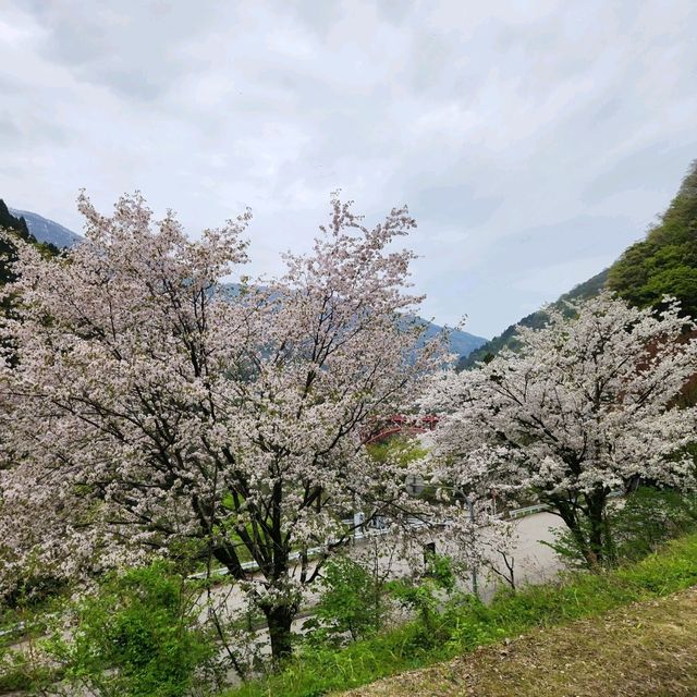 Sakura tree at Toyama