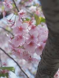 【上海辰山植物園】玉蘭花和櫻花盛會