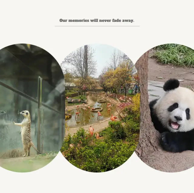 廣州動物園：豐富動物世界