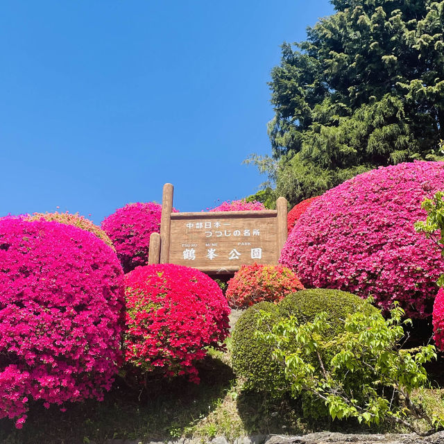 【長野県/岡谷　色とりどりのカラフルな”つつじ”が美しく咲き誇る 『鶴峯公園』】