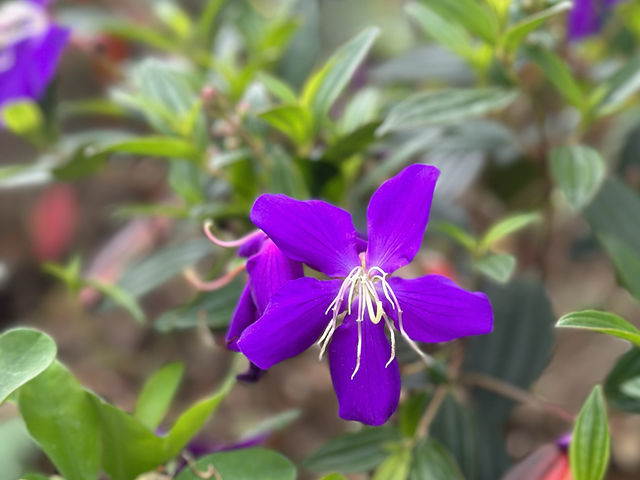 【香港郊遊遊】元荃古道，周末行山好去處～