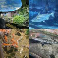 【首爾】Coex Aquarium：夢幻水之旅，方便位置