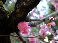 【日本🇯🇵廣島縮景園之二】：除了賞櫻🌸，還有很多其他花卉🌸🪻🌼🪷可欣賞啊‼️