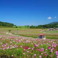 日本最大的波斯菊園
