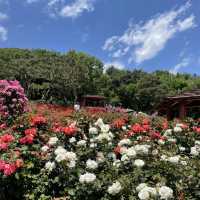 5월의 봄은 장미 꽃보기🌹