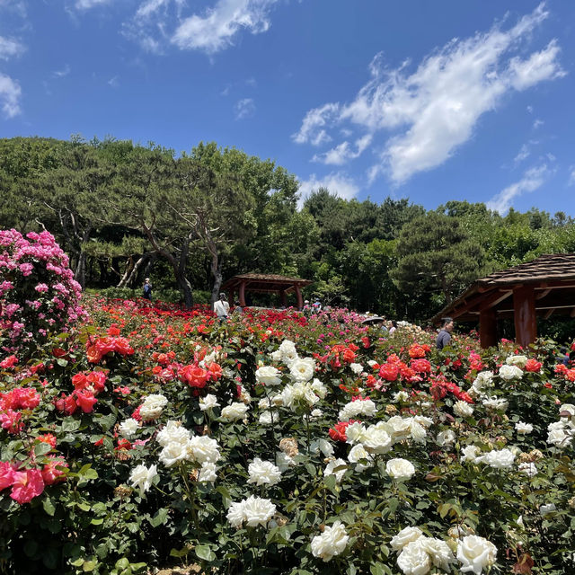 5월의 봄은 장미 꽃보기🌹