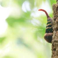 เที่ยวอุทยานแห่งชาติแก่งกระจาน เพชรบุรี