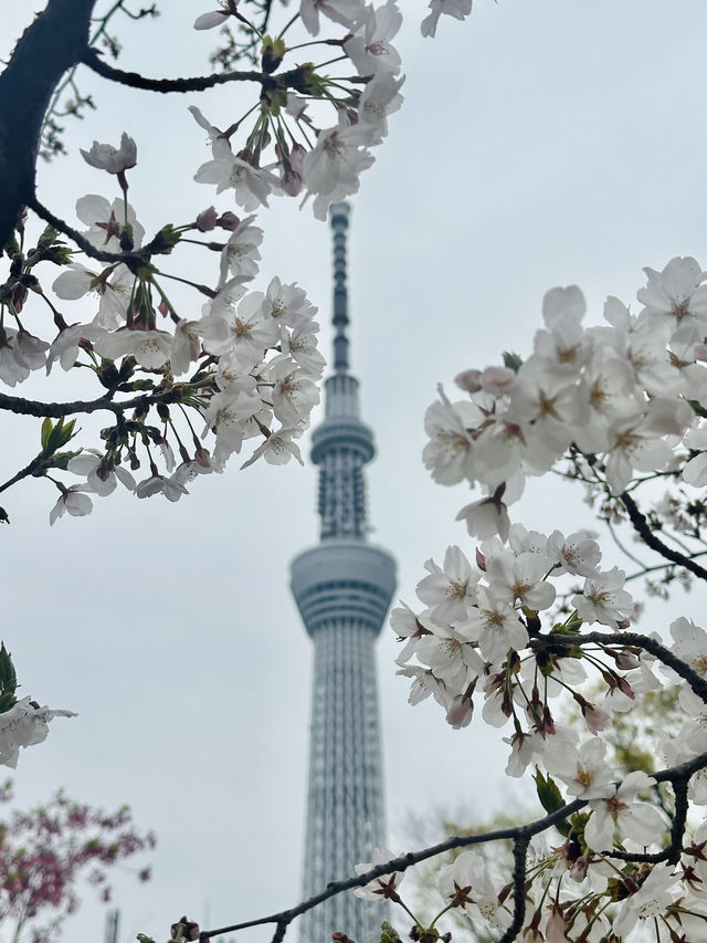 🌸櫻花季的偶田公園