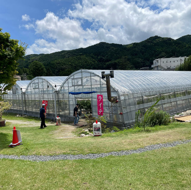 【ライチ狩り】佐賀県で生ライチ狩り@ミキファーム基山