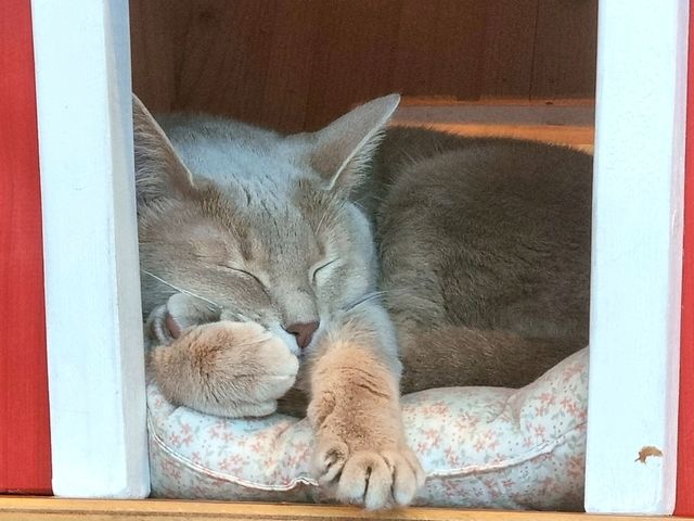 하남 고양이 카페: ☕️냥이툰😸