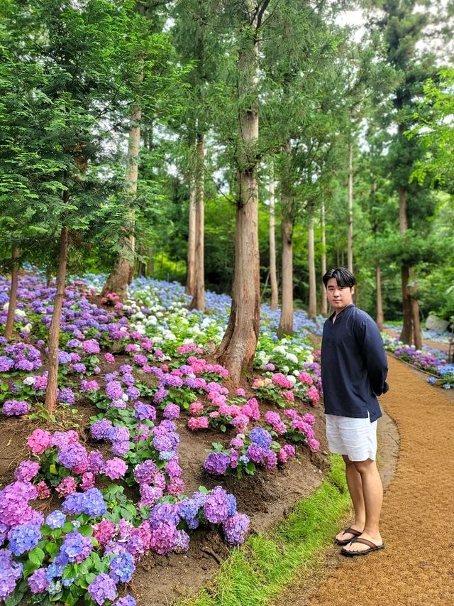 매년 수국시즌에 생각나는 곳