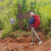 ภูสอยดาว - พิชิตลานสน ชมดอกหงอนนาค