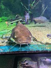 首爾COEX水族館：落雨時的最佳選擇