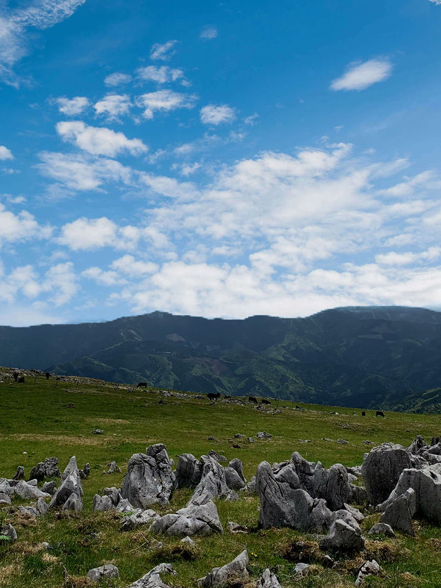 愛媛　まるでスイス！？四国カルスト⛰️🐄