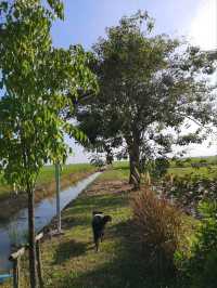 ที่พักลับ กลางทุ่งนา Escape Cottage