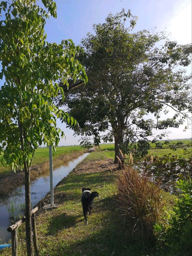 ที่พักลับ กลางทุ่งนา Escape Cottage
