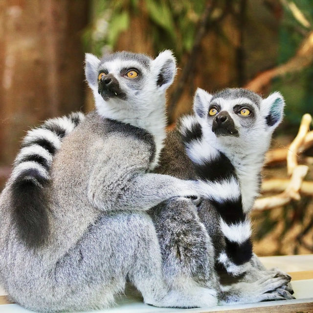 「平川動物公園」親近可愛動物，愉快親子時光！