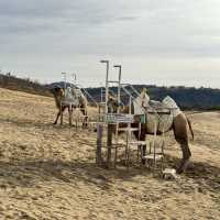 Splendid sand dunes with Camels in Tottori, Japan 🇯🇵 