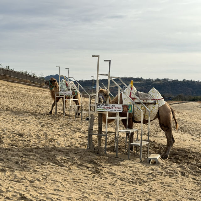 Splendid sand dunes with Camels in Tottori, Japan 🇯🇵 