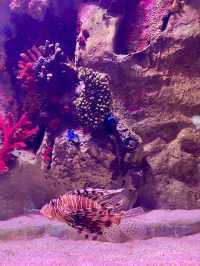World’s biggest tunnel aquarium 🐠