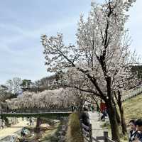 예쁜 꽃과 호수가 인상깊었던 이천 설봉공원🏞️