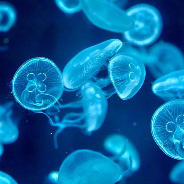京都水族館がリニューアルしてクラゲ好きにはたまらないスポットに！！