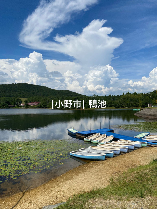 【小野市】アウトドアにおすすめ鴨池