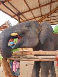 Surin Elephant Word🐘