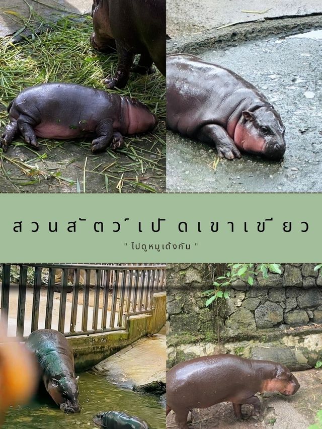 สวนสัตว์เปิดเขาเขียว