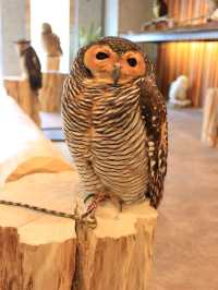 大阪貓頭鷹 Café 🦉 Owl Café 🦉