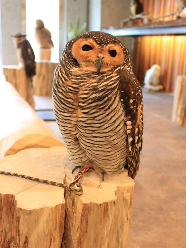 大阪貓頭鷹 Café 🦉 Owl Café 🦉