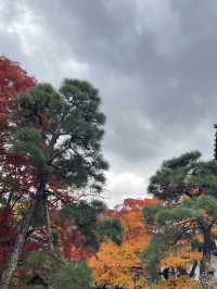 ใบไม้เปลี่ยนสีที่ Jojakkoji Temple Kyoto